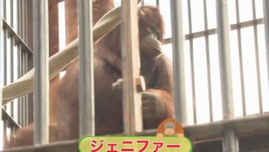 Orangutan Jennifer, Hayato pererat persahabatan Indonesia-Jepang